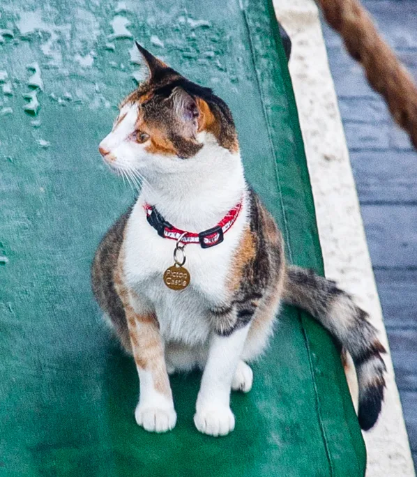 Boat Cats - Picton_Castle_Mouser_of_Maine_2015