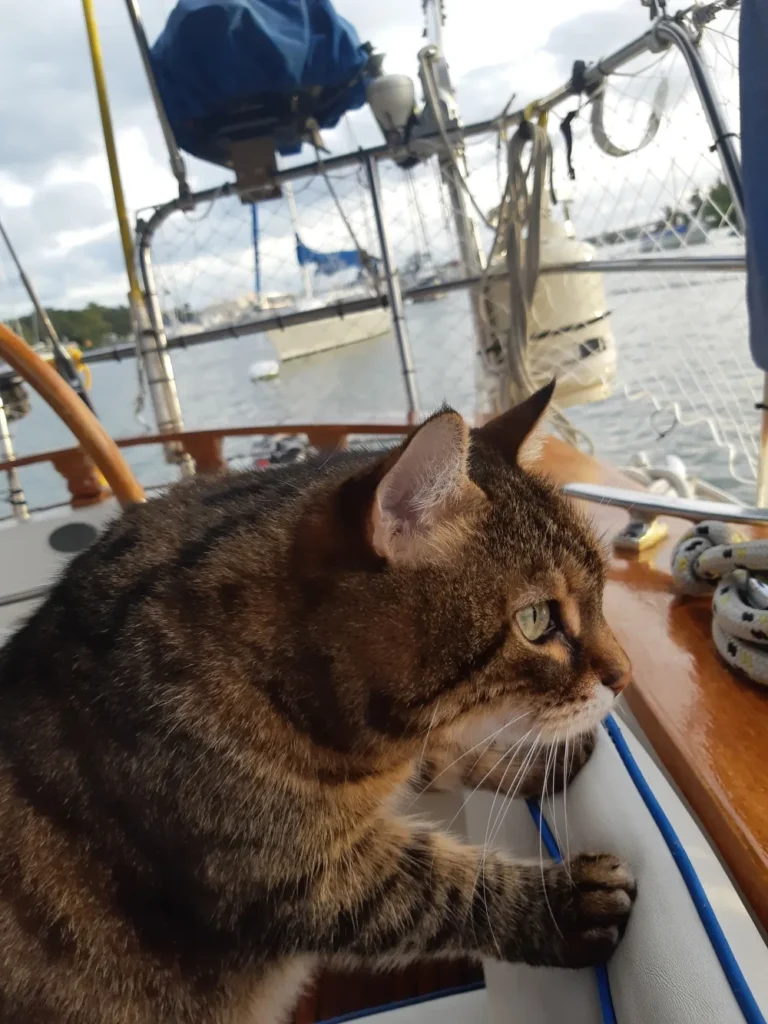 Boat Cats - Prenses