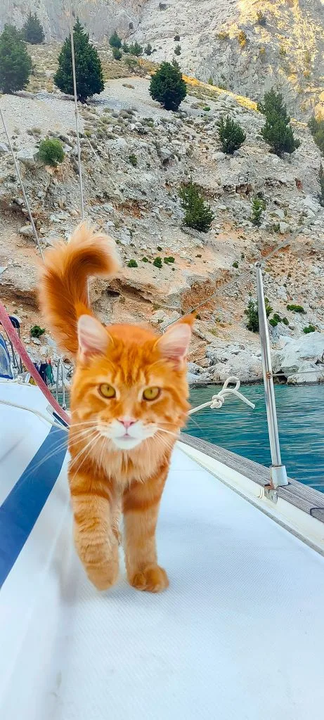 Boat Cats - Ginger Tabby on Deck